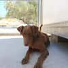 TENDER (union animal)