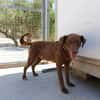 TENDER (union animal)