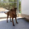TENDER (union animal)