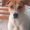 LUCKY, chiot Mâle Croisé Créole NON-LOF