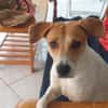 LUCKY, chiot Mâle Croisé Créole NON-LOF