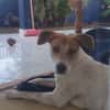 LUCKY, chiot Mâle Croisé Créole NON-LOF