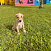 Patch, chiot Mâle Croisé Créole NON-LOF