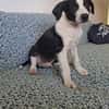 Tao, chiot Mâle Croisé Créole NON-LOF