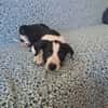 Tao, chiot Mâle Croisé Créole NON-LOF