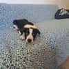 Tao, chiot Mâle Croisé Créole NON-LOF