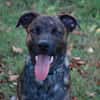 TEX, junior mâle Croisé Créole NON-LOF