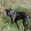 TEX, junior mâle Croisé Créole NON-LOF