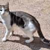 Junger, sozialer Kater Zorro