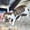 Junger, sozialer Kater Zorro