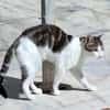 Junger, sozialer Kater Zorro