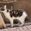 Junger, sozialer Kater Zorro