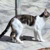 Junger, sozialer Kater Zorro