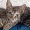 Lebensfroher Katzenjunge Pum