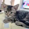 Junger, neugieriger Kater Ciro