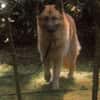 Leo10 sucht ein Zuhause