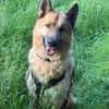 Leo10 sucht ein Zuhause