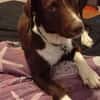 Tayla1 sucht ein Zuhause