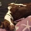 Tayla1 sucht ein Zuhause