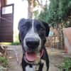 Szofia VA-Zweite Chance gesucht!