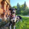 Szofia VA-Zweite Chance gesucht!