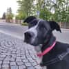 Szofia VA-Zweite Chance gesucht!