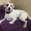 G I N O - sucht Terrier-Kenner......