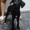 Lia9 sucht ein Zuhause