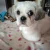 Lebensfrohe Daisy sucht ihr Zuhause