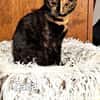 ZAZA - MIMI - EFFIE -