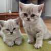 Zuhause gesucht für zwei BKH-Kitten