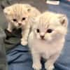 Zuhause gesucht für zwei BKH-Kitten