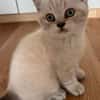 Zuhause gesucht für zwei BKH-Kitten