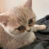 Zuhause gesucht für zwei BKH-Kitten
