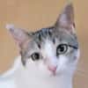 KITTY