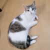 KITTY