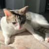 KITTY