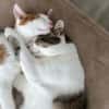 KITTY