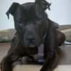 SPIKE - sucht dringend neues Zuhause....