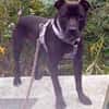 SPIKE - sucht dringend neues Zuhause....