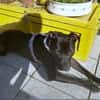 SPIKE - sucht dringend neues Zuhause....