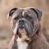 Bruno