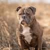 Bruno