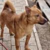 LEO-Pat♥geseliger Rüde sucht 4ever🏡