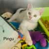 Pingu