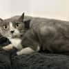 CAT QUART