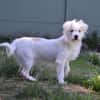 PUCHI CHAO