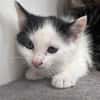 Tom (en cours d'adoption)