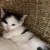 Tom (en cours d'adoption)