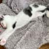 Tom (en cours d'adoption)